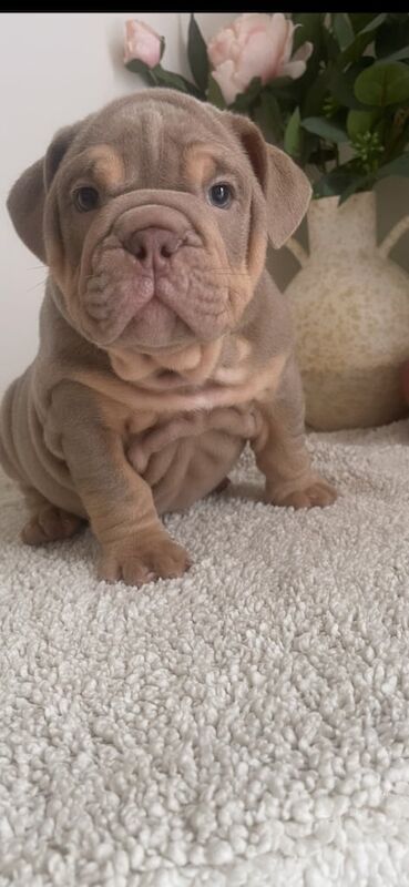 English Bulldog puppies for sale in Beverley, East Riding of Yorkshire – KC registered, 9 weeks old - Image 2 of 3
