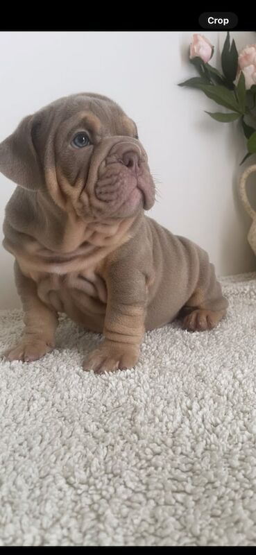 English Bulldog puppies for sale in Beverley, East Riding of Yorkshire – KC registered, 9 weeks old - Image 3 of 3