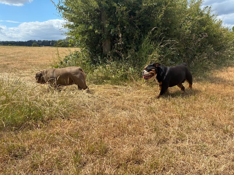 Kennel Club Registered English Bulldog Puppies For Sale