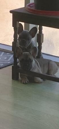 Two very healthy French Bulldog Puppies for sale in Chester, Cheshire