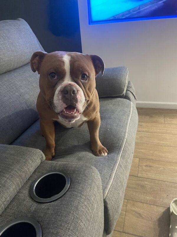 English Bulldog puppies for sale in Armadale, West Lothian – 1 year old