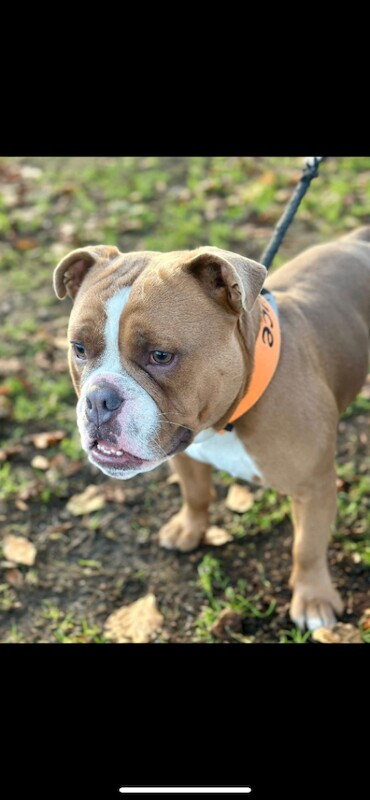 English Bulldog puppies for sale in Armadale, West Lothian – 1 year old - Image 2 of 4