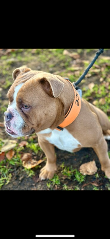 English Bulldog puppies for sale in Armadale, West Lothian – 1 year old - Image 3 of 4