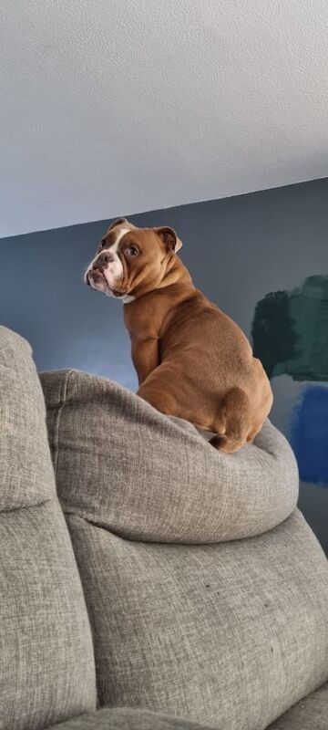 English Bulldog puppies for sale in Armadale, West Lothian – 1 year old - Image 4 of 4