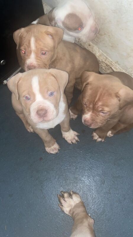 English Bulldog puppies for sale in North Acton, Greater London – 10 weeks old