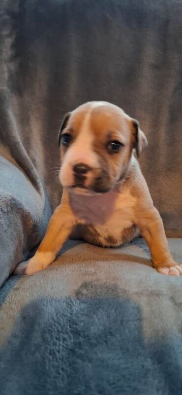 English Bulldog puppies for sale in Swindon, Wiltshire – 4 weeks old