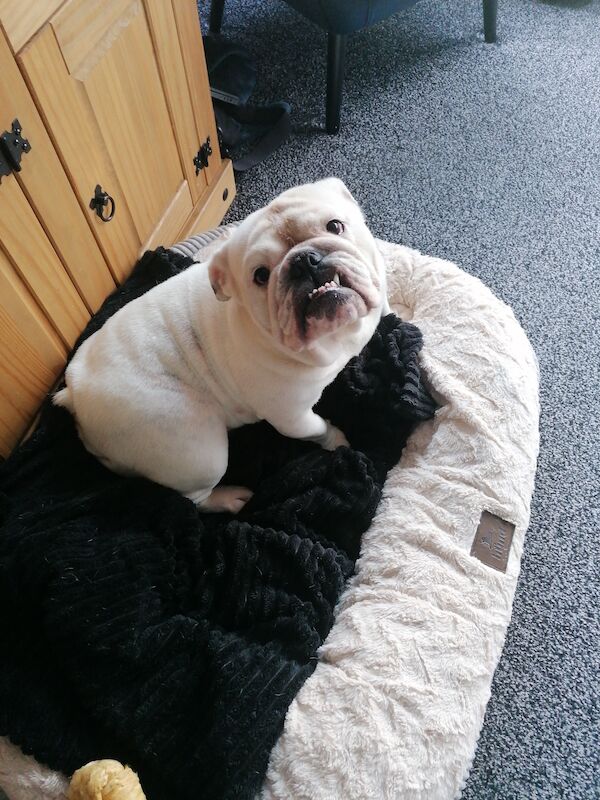 White English bulldog girl for sale kc registered for sale in Bolsover, Derbyshire | Image 3