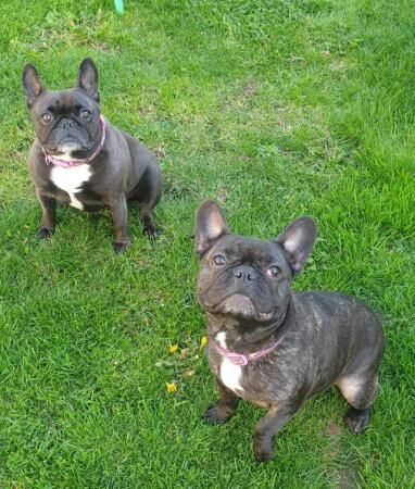 X2 French bulldogs looking for a forever home for sale in King's Lynn, Norfolk - Image 1