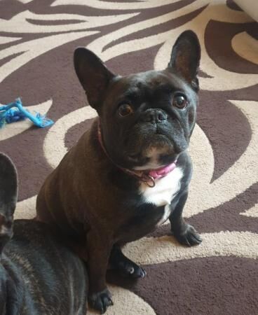X2 French bulldogs looking for a forever home for sale in King's Lynn, Norfolk - Image 2