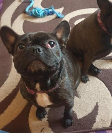 X2 French bulldogs looking for a forever home for sale in King's Lynn, Norfolk - Image 3