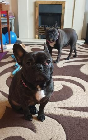 X2 French bulldogs looking for a forever home for sale in King's Lynn, Norfolk - Image 4