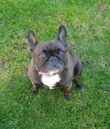 X2 French bulldogs looking for a forever home for sale in King's Lynn, Norfolk - Image 5