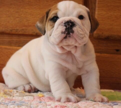 Young Entertaining purebred English bulldog pups looking for their homes for sale in Plymouth, Devon