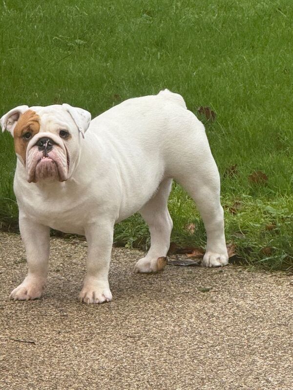 English Bulldog puppies for sale in Hillsborough, County Down – 6 months old - Image 2 of 2