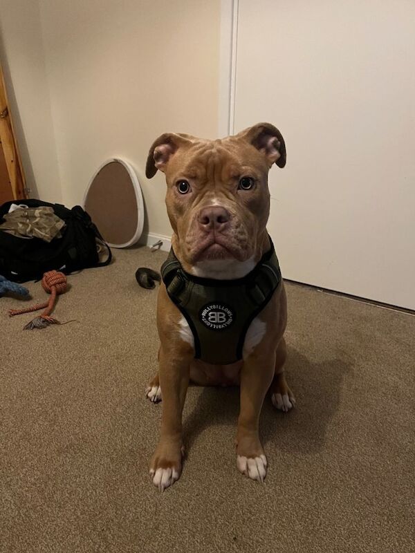 English Bulldog Puppies For Sale Under £1,000