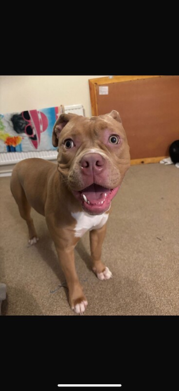 English Bulldog puppies for sale in Carterton, Oxfordshire – 9 months old - Image 3 of 3