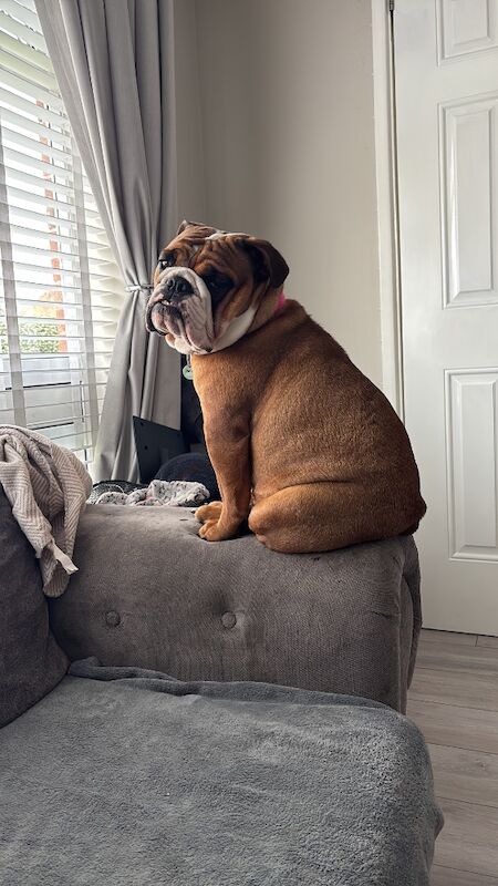 Louise fido - Private Seller on Bulldog Owners - Image 1